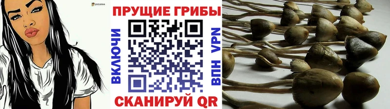 blacksprut ссылки  даркнет сайт  Фрязино  Галлюциногенные грибы прущие грибы 
